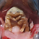 Image for article titled Fishing linked to higher percentage of tongue-eating, blood-drinking mouth leeches from Hell